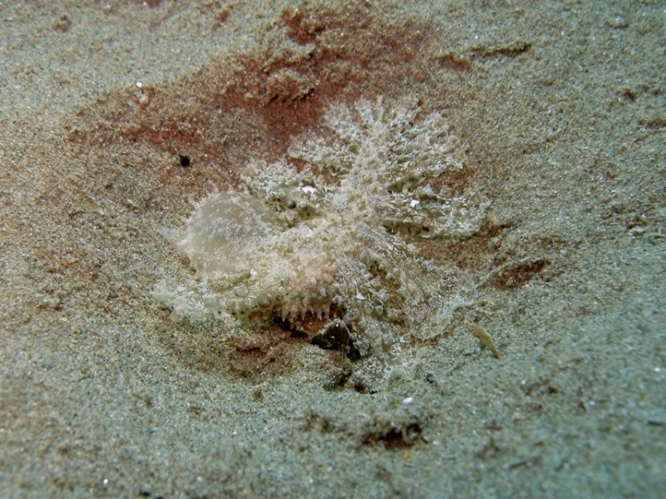 Mollusca - Melibe viridis (Kelaart, 1858)